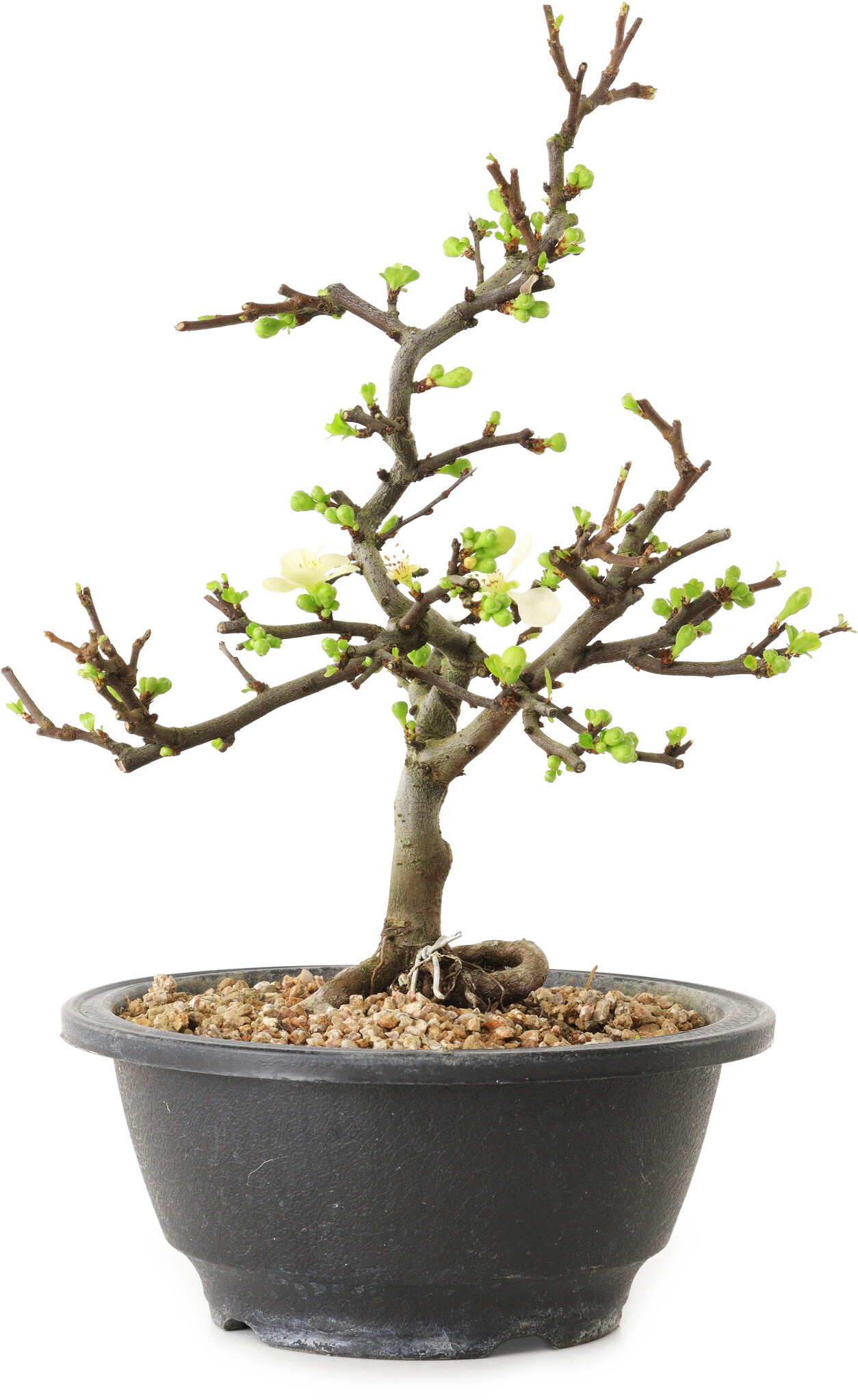 Chaenomeles speciosa, 16 cm, ± 12 jaar oud - Bonsai Plaza
