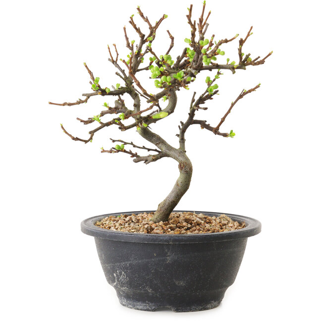Chaenomeles speciosa con fiori bianchi, 16 cm, ± 12 anni di età