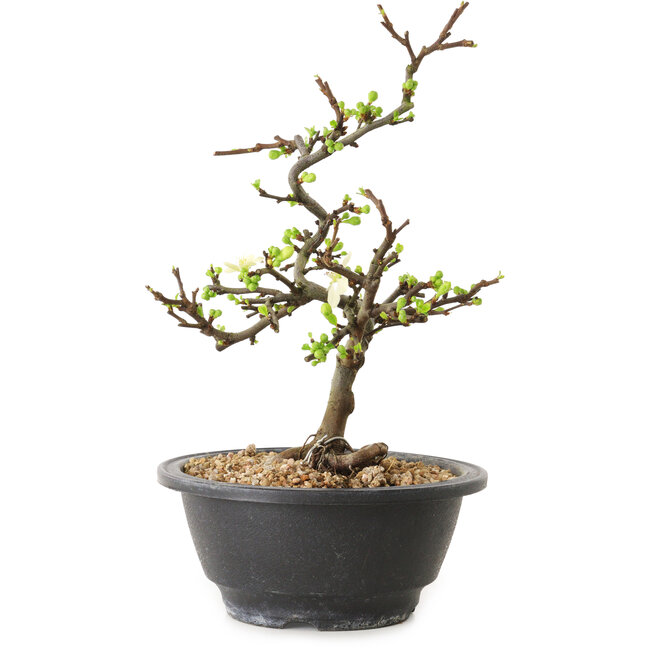 Chaenomeles speciosa with white flowers, 16 cm, ± 12 years old