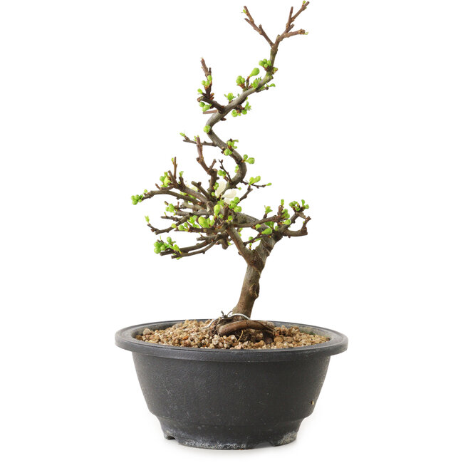 Chaenomeles speciosa con fiori bianchi, 16 cm, ± 12 anni di età