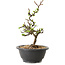 Chaenomeles speciosa met witte bloemen, 16 cm, ± 12 jaar oud