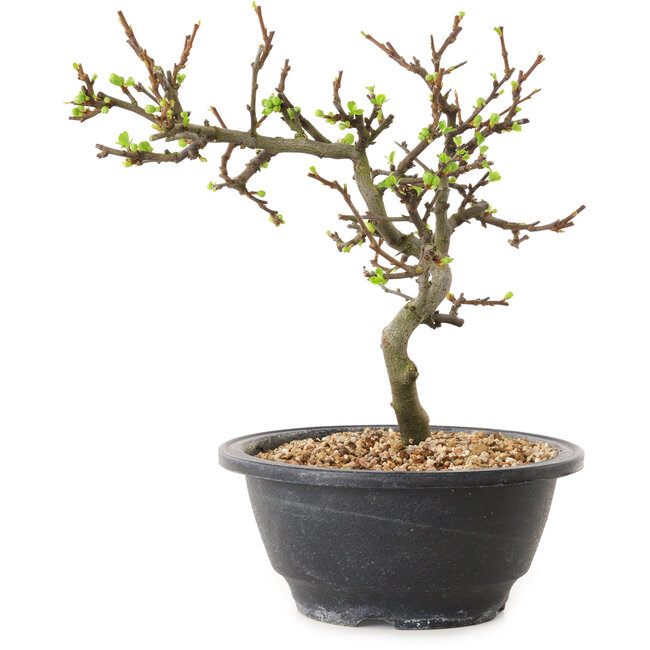 Chaenomeles speciosa à fleurs blanches, 16 cm, ± 12 ans