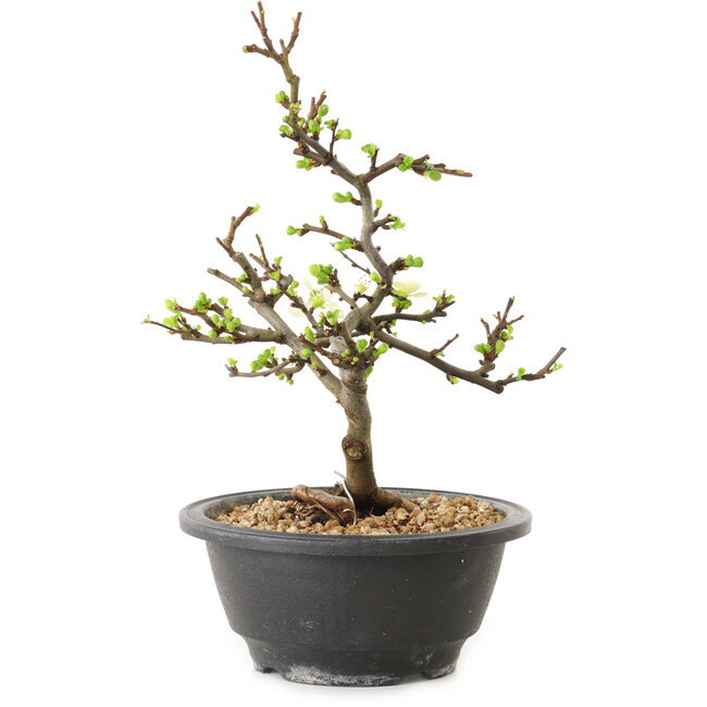 Chaenomeles speciosa à fleurs blanches, 16 cm, ± 12 ans