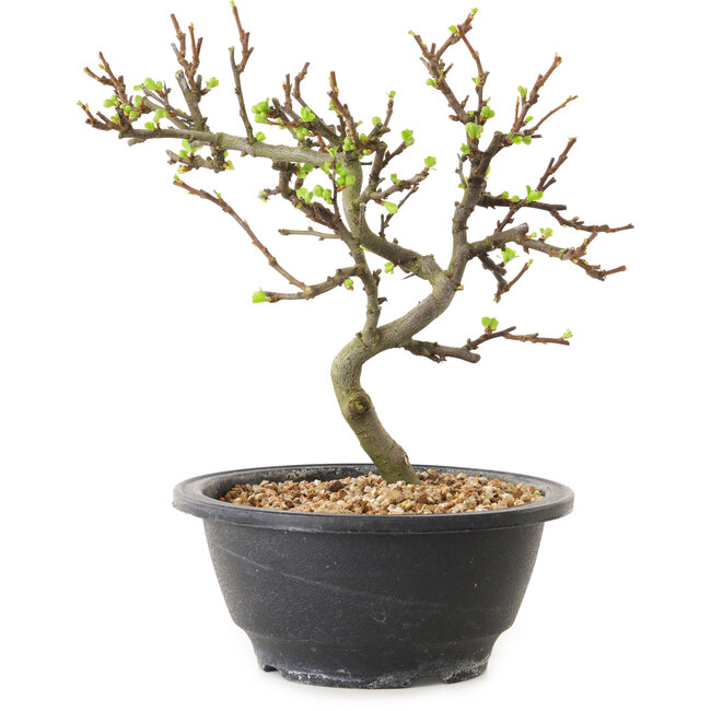 Chaenomeles speciosa con fiori bianchi, 16 cm, ± 12 anni di età