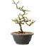 Chaenomeles speciosa met witte bloemen, 16 cm, ± 12 jaar oud
