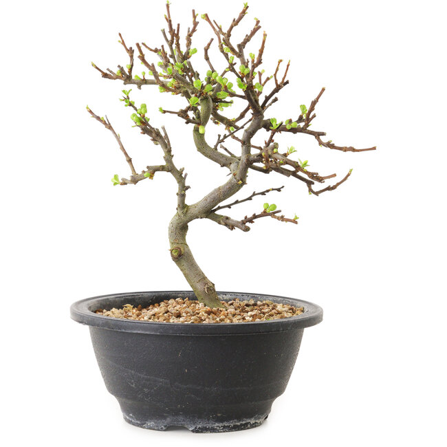 Chaenomeles speciosa con flores blancas, 16 cm, ± 12 años de edad.