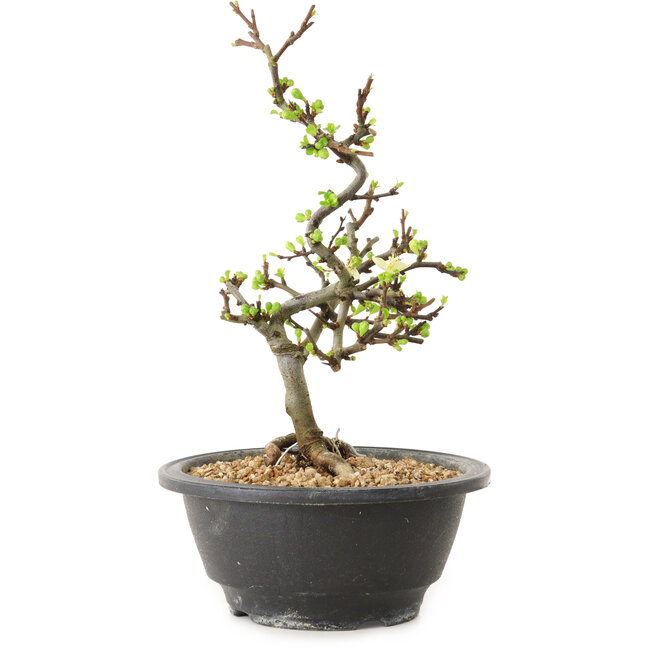 Chaenomeles speciosa con flores blancas, 16 cm, ± 12 años de edad.