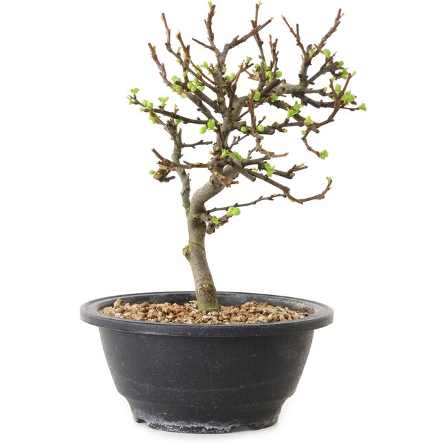 Chaenomeles speciosa à fleurs blanches, 16 cm, ± 12 ans