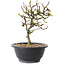 Chaenomeles speciosa met witte bloemen, 16 cm, ± 12 jaar oud
