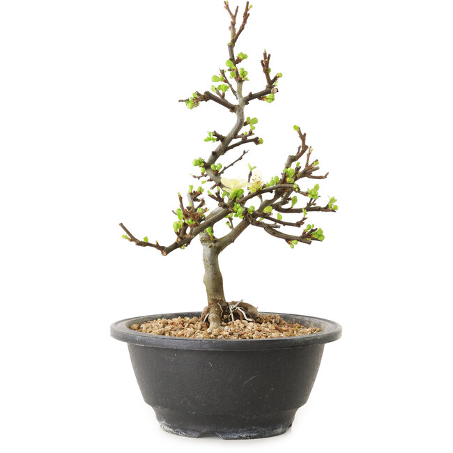 Chaenomeles speciosa con fiori bianchi, 16 cm, ± 12 anni di età