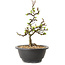 Chaenomeles speciosa met witte bloemen, 16 cm, ± 12 jaar oud