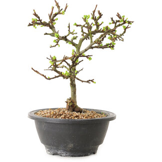 Chaenomeles speciosa à fleurs blanches, 16 cm, ± 12 ans