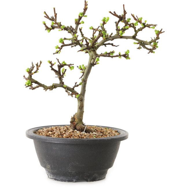 Chaenomeles speciosa con flores blancas, 16 cm, ± 12 años de edad.