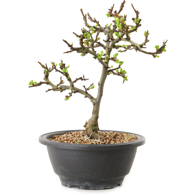 Chaenomeles speciosa met witte bloemen, 16 cm, ± 12 jaar oud
