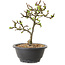 Chaenomeles speciosa met witte bloemen, 16 cm, ± 12 jaar oud
