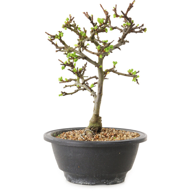 Chaenomeles speciosa à fleurs blanches, 16 cm, ± 12 ans