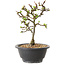 Chaenomeles speciosa met witte bloemen, 16 cm, ± 12 jaar oud