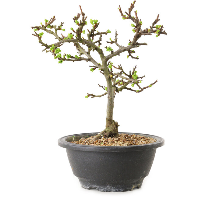 Chaenomeles speciosa with white flowers, 16 cm, ± 12 years old