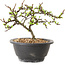 Chaenomeles speciosa à fleurs blanches, 16 cm, ± 12 ans