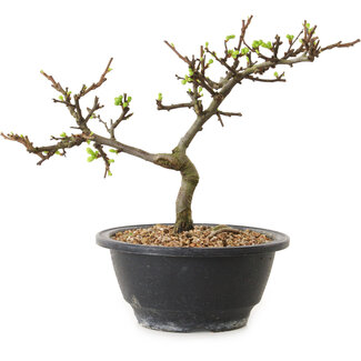 Chaenomeles speciosa con flores blancas, 16 cm, ± 12 años de edad.