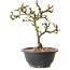 Chaenomeles speciosa met witte bloemen, 16 cm, ± 12 jaar oud