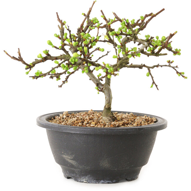Chaenomeles speciosa con fiori bianchi, 16 cm, ± 12 anni di età