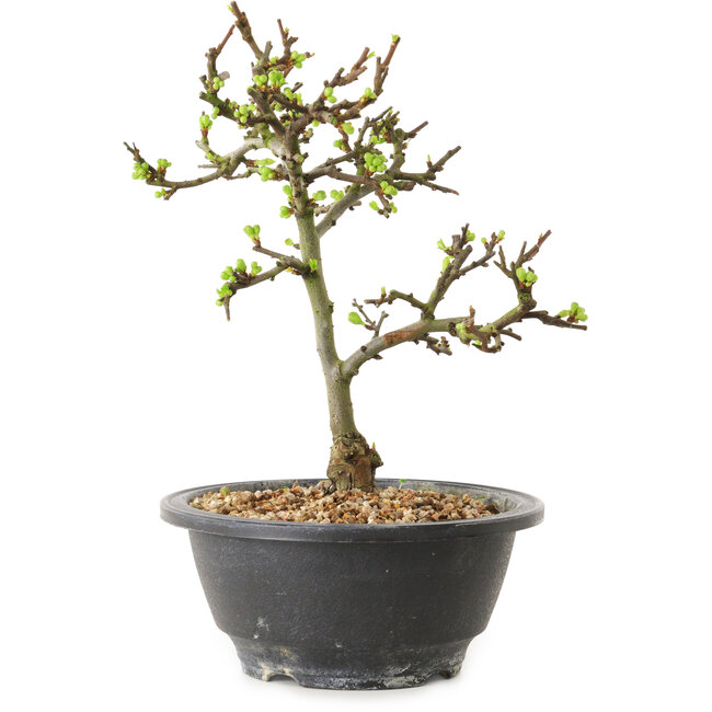 Chaenomeles speciosa con fiori bianchi, 16 cm, ± 12 anni di età