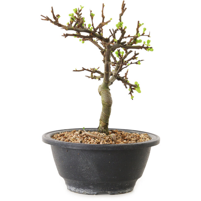 Chaenomeles speciosa met witte bloemen, 16 cm, ± 12 jaar oud