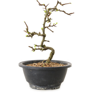 Chaenomeles speciosa with white flowers, 16 cm, ± 12 years old