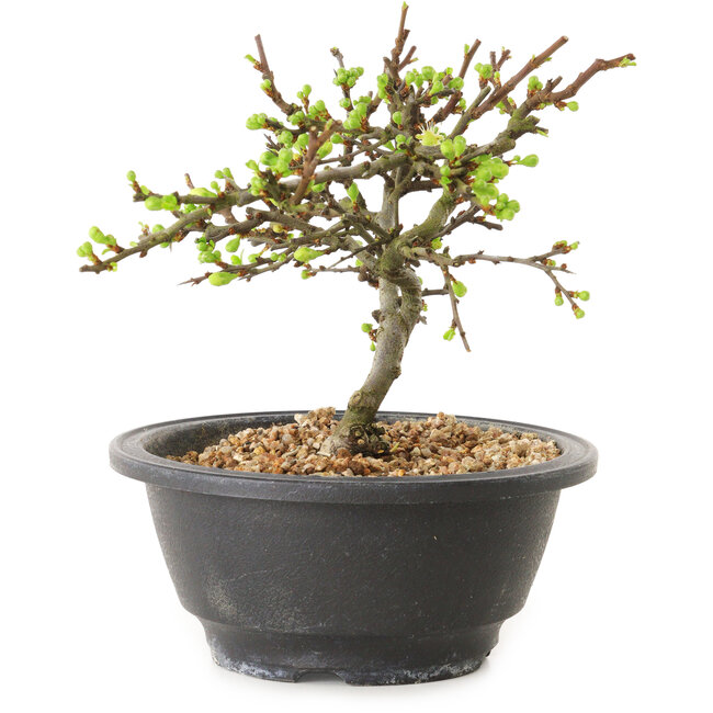 Chaenomeles speciosa with white flowers, 16 cm, ± 12 years old