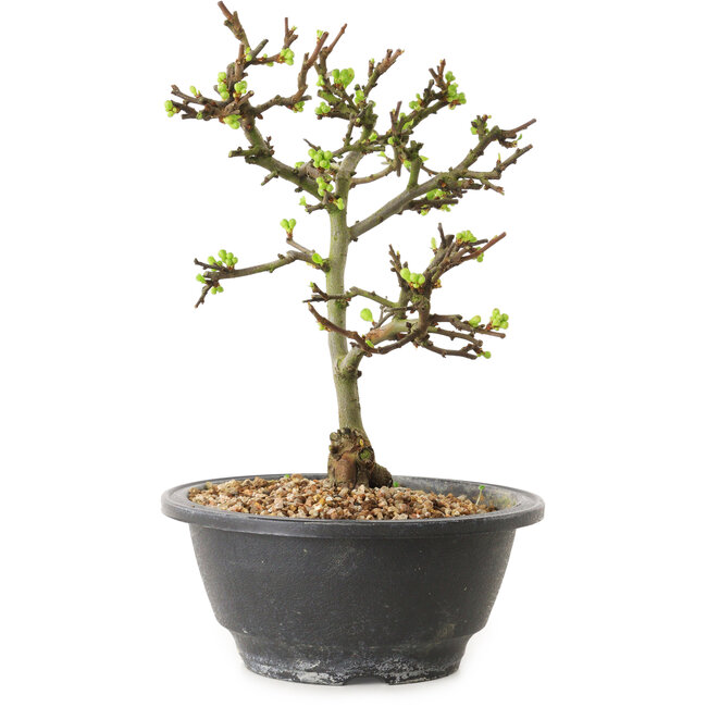 Chaenomeles speciosa mit weißen Blüten, 16 cm, ± 12 Jahre alt