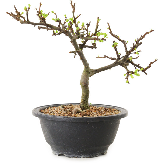 Chaenomeles speciosa with white flowers, 16 cm, ± 12 years old