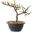 Chaenomeles speciosa met witte bloemen, 16 cm, ± 12 jaar oud