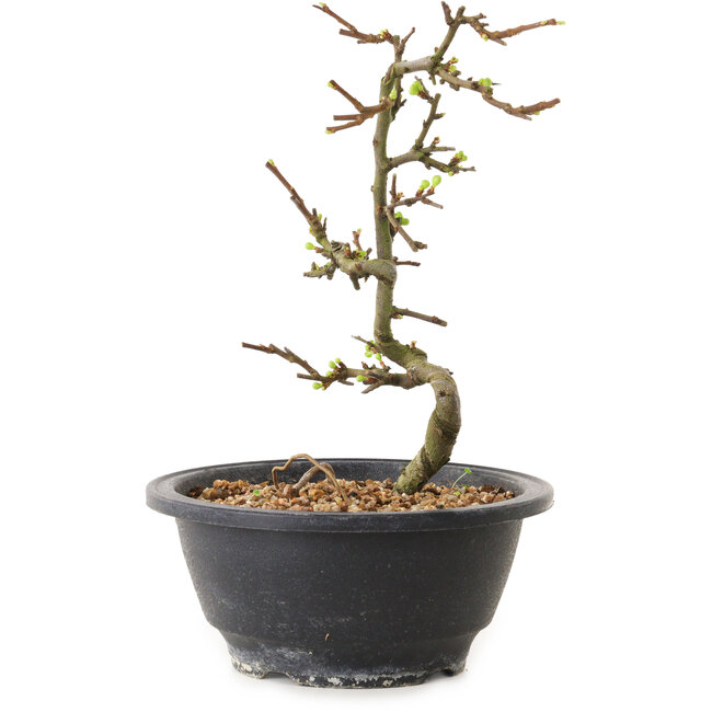 Chaenomeles speciosa à fleurs blanches, 16 cm, ± 12 ans