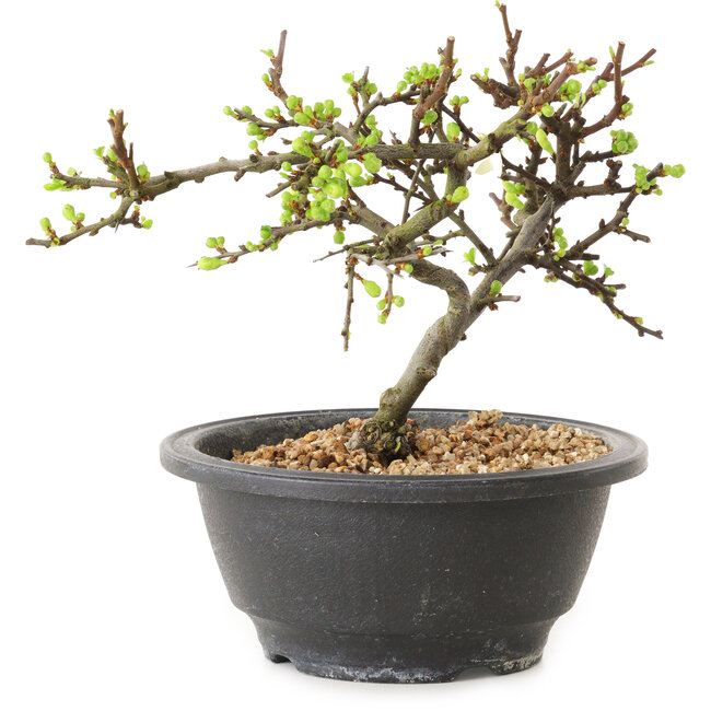 Chaenomeles speciosa met witte bloemen, 16 cm, ± 12 jaar oud