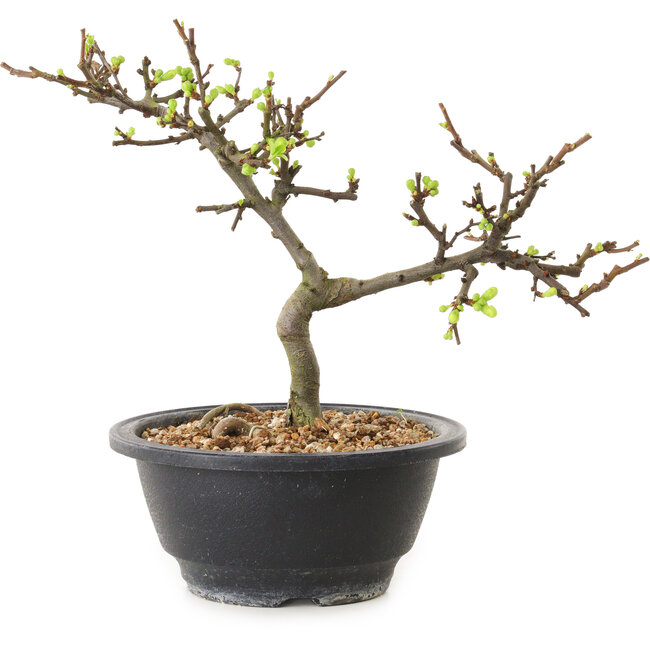 Chaenomeles speciosa with white flowers, 16 cm, ± 12 years old