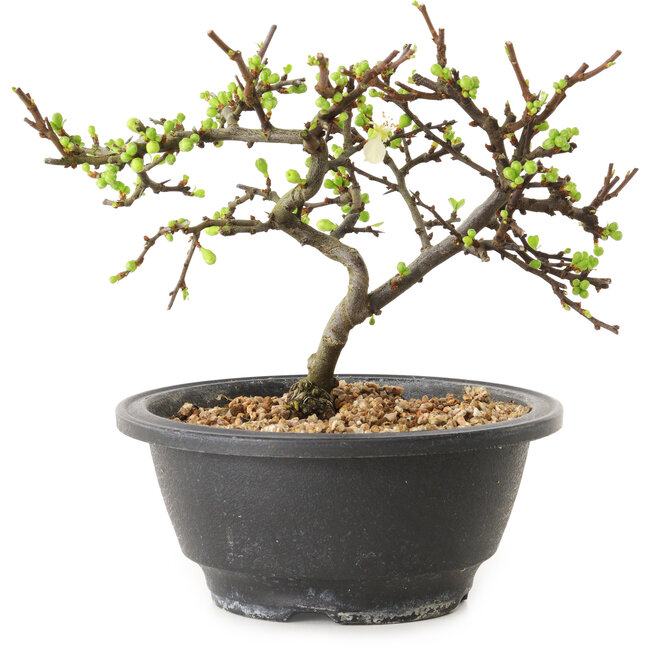 Chaenomeles speciosa met witte bloemen, 16 cm, ± 12 jaar oud
