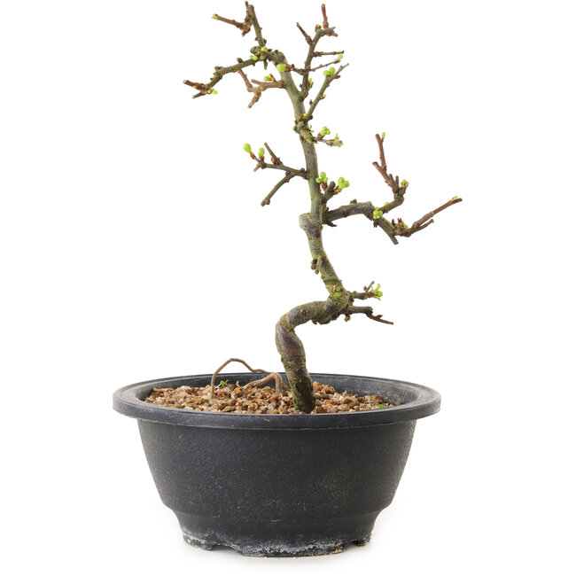 Chaenomeles speciosa con fiori bianchi, 16 cm, ± 12 anni di età