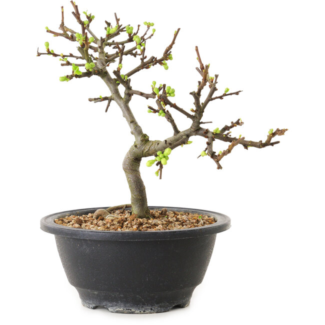 Chaenomeles speciosa con fiori bianchi, 16 cm, ± 12 anni di età