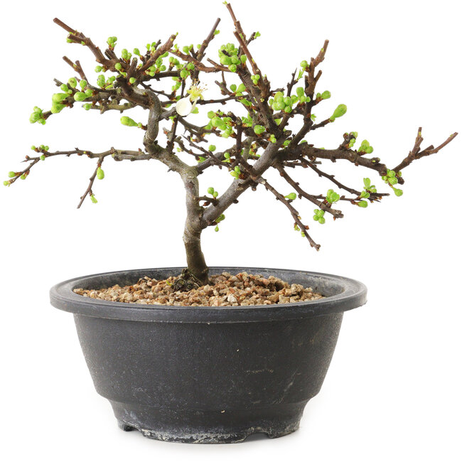 Chaenomeles speciosa with white flowers, 16 cm, ± 12 years old