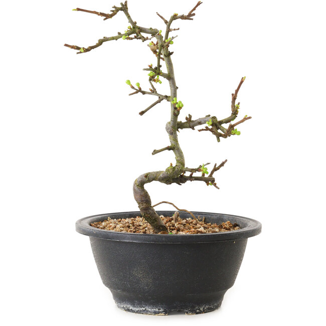 Chaenomeles speciosa with white flowers, 16 cm, ± 12 years old