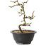 Chaenomeles speciosa met witte bloemen, 16 cm, ± 12 jaar oud