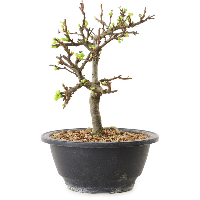 Chaenomeles speciosa with white flowers, 16 cm, ± 12 years old