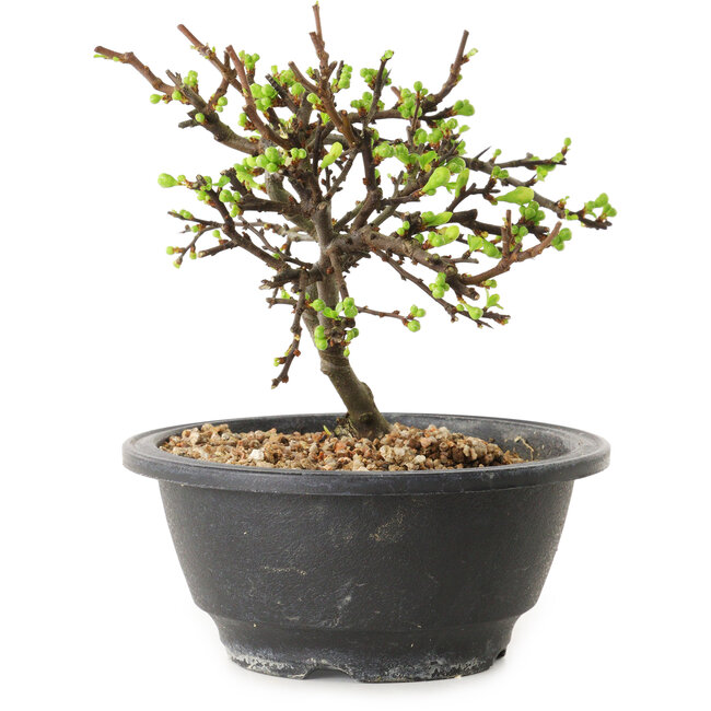 Chaenomeles speciosa con flores blancas, 16 cm, ± 12 años de edad.