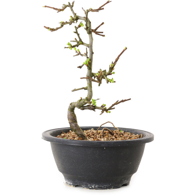 Chaenomeles speciosa with white flowers, 16 cm, ± 12 years old