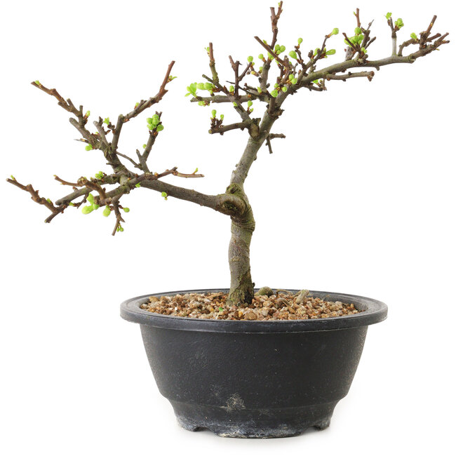 Chaenomeles speciosa con fiori bianchi, 16 cm, ± 12 anni di età