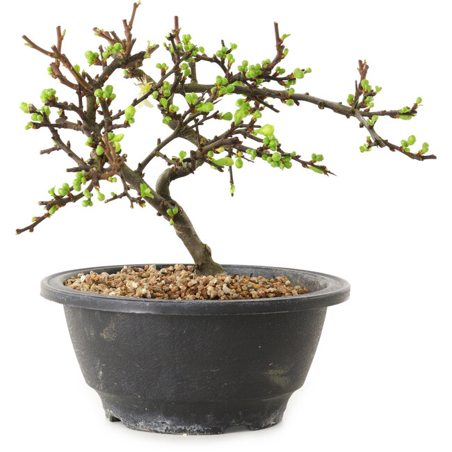 Chaenomeles speciosa with white flowers, 16 cm, ± 12 years old