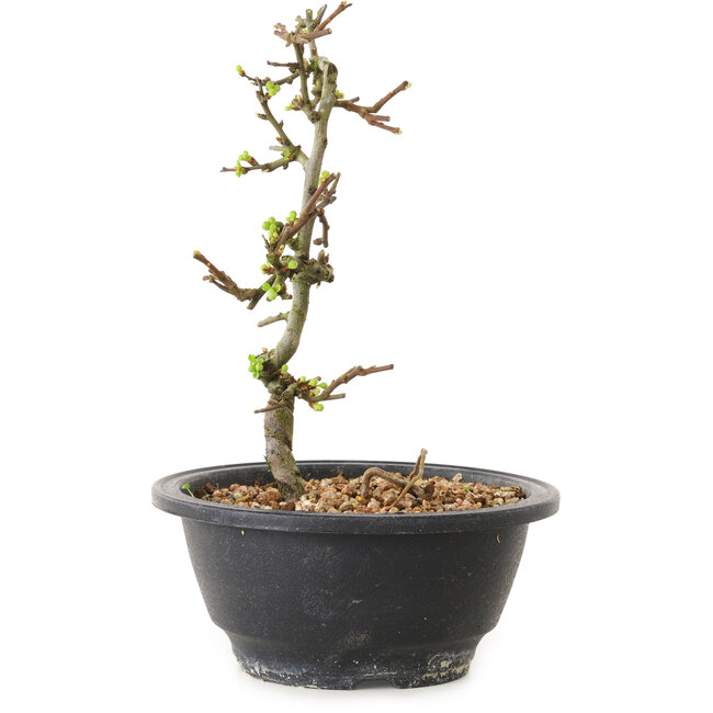 Chaenomeles speciosa con fiori bianchi, 16 cm, ± 12 anni di età