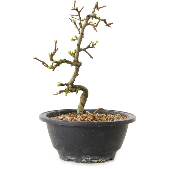 Chaenomeles speciosa con flores blancas, 16 cm, ± 12 años de edad.