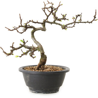 Chaenomeles speciosa mit weißen Blüten, 16 cm, ± 12 Jahre alt